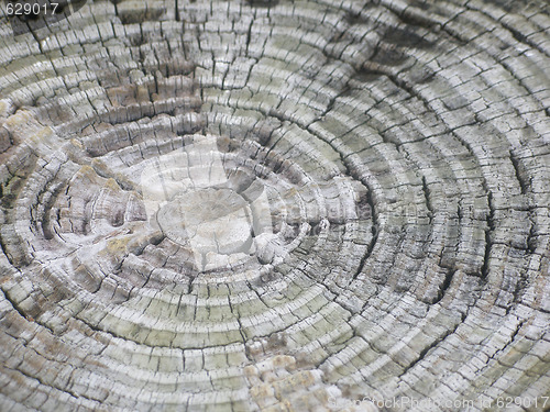 Image of Rings Of A Trunk