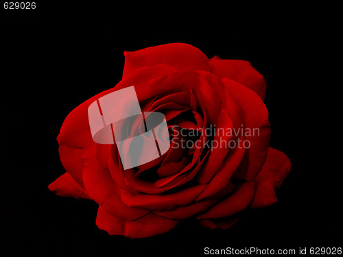 Image of rose