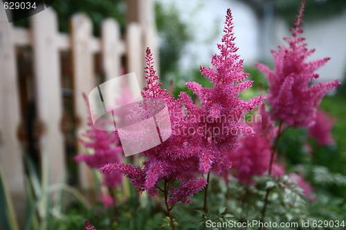 Image of White fence and pink flowers
