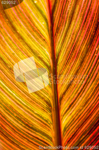 Image of Red brown leaf texture