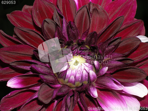 Image of dahlia