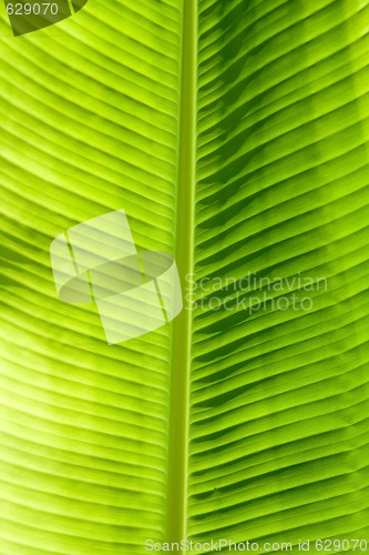 Image of Green leaf texture