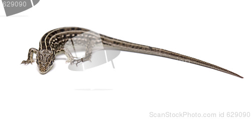 Image of lizard