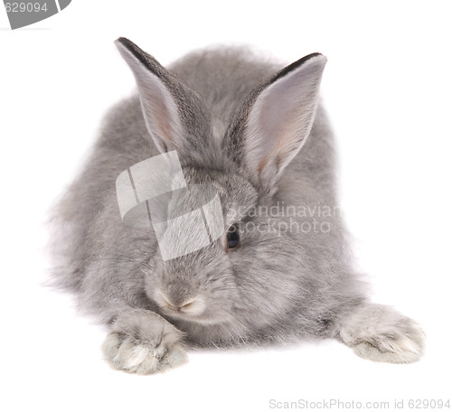 Image of grey rabbit