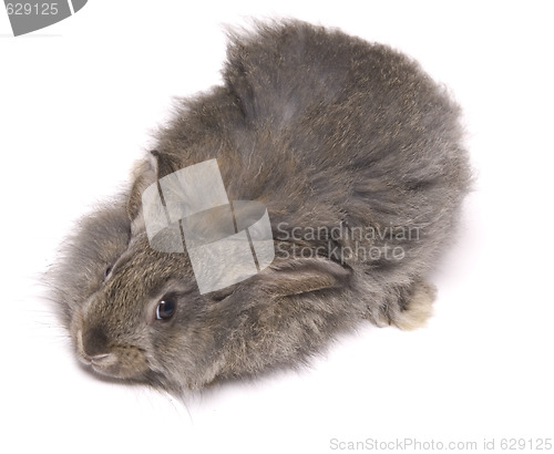 Image of funny rabbit