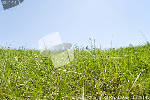 Image of green grass