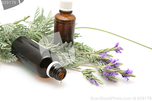 Image of lavender oil and lavender flowers on white background
