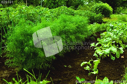 Image of vegetables