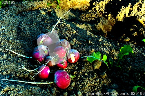 Image of radishes