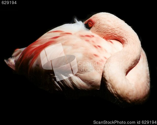 Image of The Disappearing Flamingo