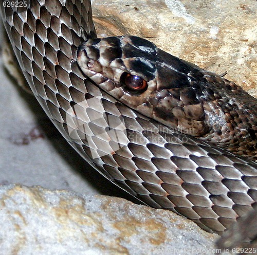 Image of Snake