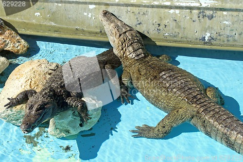 Image of Alligators