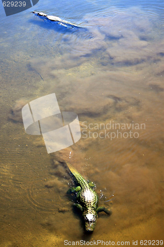 Image of Alligators