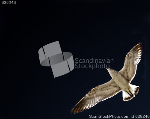 Image of Seagull in the Darkness