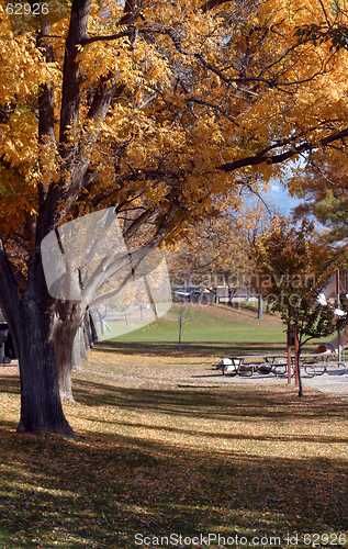 Image of Tree and a Park