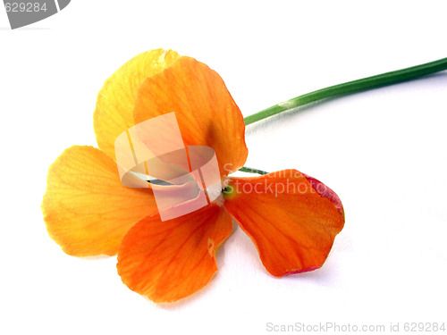 Image of flower
