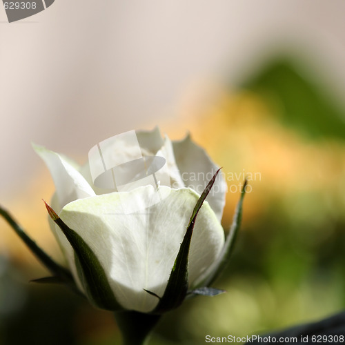 Image of White rose