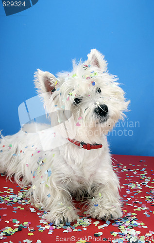 Image of Dog party