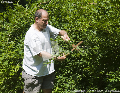 Image of man trimminf bush with shears at suburban house