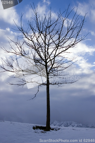 Image of Close up on a Tree in Winter