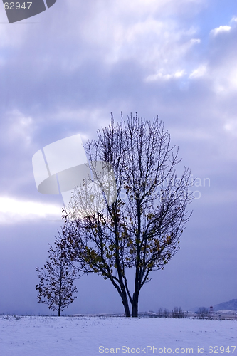 Image of Trees under the Clouds