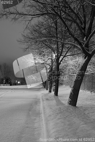 Image of Snowy Trees in a Row in the Park- Winter Theme