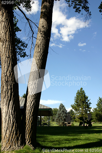 Image of Park and the Tree