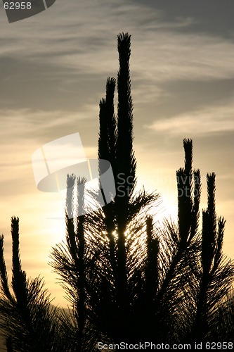 Image of Sun Behind the Cactus - Silhouette