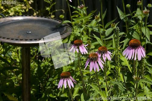 Image of Cornflowers And Birdbath