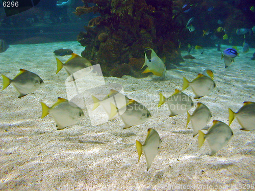 Image of Tropical fish shoal