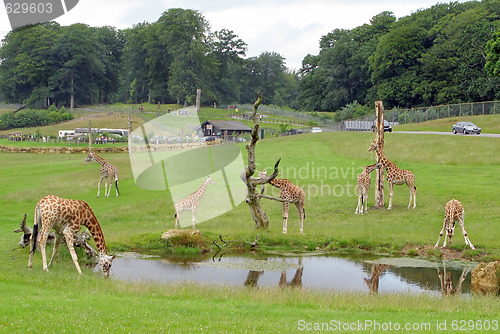Image of Giraffes Safari Park