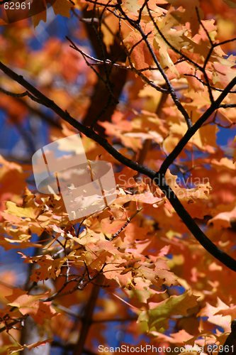 Image of Up Close into the Tree - 762