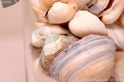 Image of Seashells in the Glass