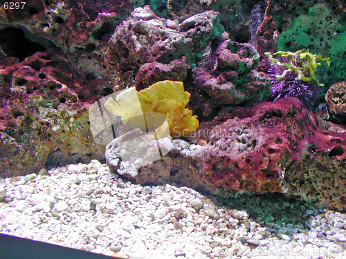 Image of Yellow Tropical Fish