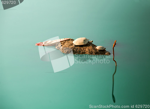 Image of shipwrecked turtles