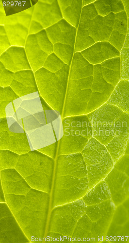 Image of green leaf