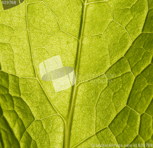 Image of leaf