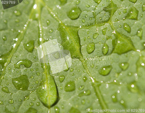 Image of dew