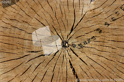 Image of Trunk Close Up