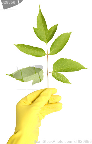 Image of branch in a hands