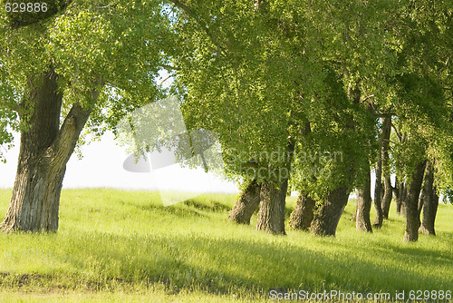 Image of summer forest