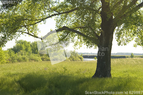 Image of tree