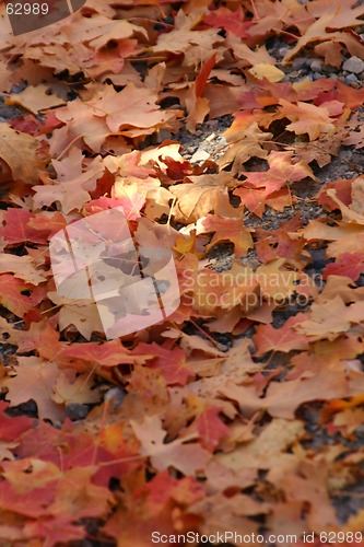 Image of Close up Red Leaves
