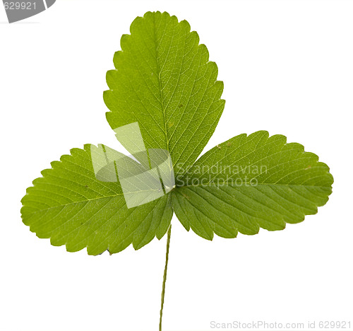 Image of leaf