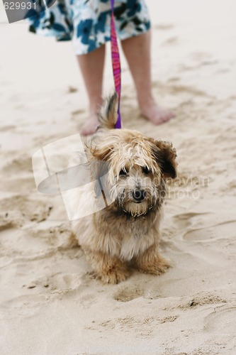 Image of A dog on the beach with owner.