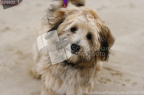 Image of Cute little dog on the beach.