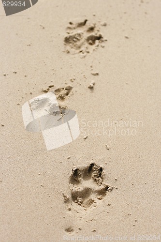 Image of Dog paw prints in the sand.