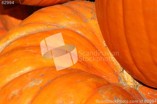 Image of Up Close - Pumpkin