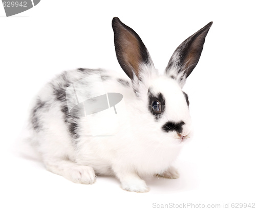 Image of rabbit