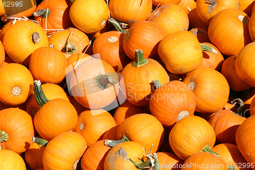 Image of Up Close - Mini Pumpkins
